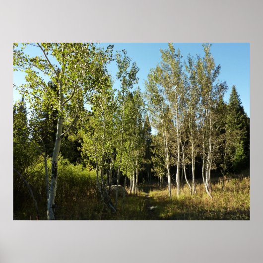 Cottonwoods langs Moose Ponds Trail bij Grand Teto Poster (Voorkant)