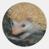 Cotty Cutie sticker (Voorkant)