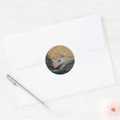Cotty Cutie sticker (Envelop)
