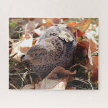 Coturnix Kwartel in de bladeren