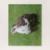 Coturnix Kwartel in het gras Legpuzzel (Verticaal)