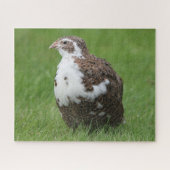 Coturnix Kwartel in het gras Legpuzzel (Horizontaal)