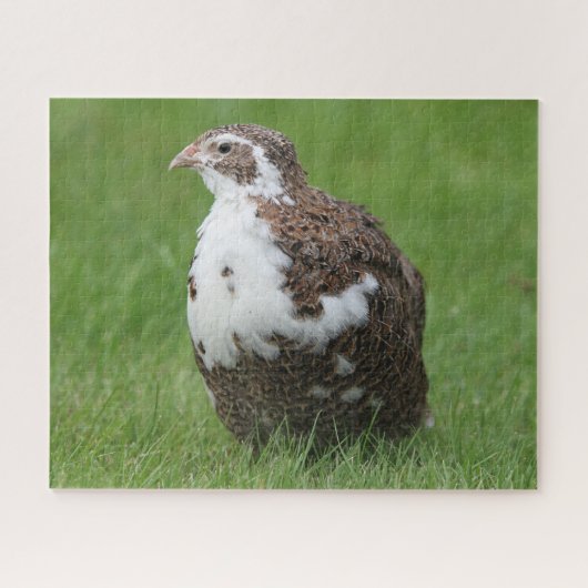 Coturnix Kwartel in het gras Legpuzzel (Horizontaal)