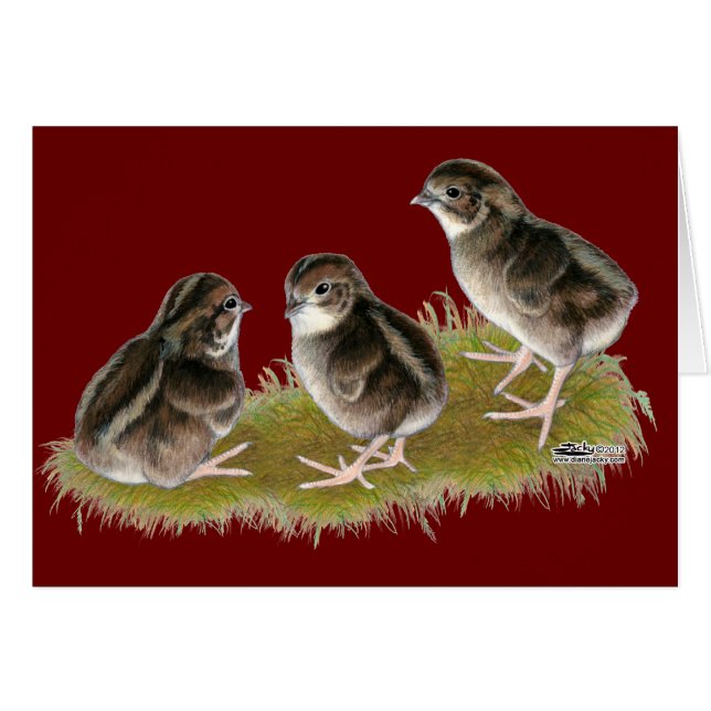Coturnix Kwartel Kuikens (Voorkant Horizontaal)