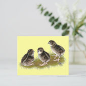Coturnix Kwartel Kuikens Briefkaart (Staand voorkant)