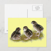 Coturnix Kwartel Kuikens Briefkaart (Voorkant / Achterkant)