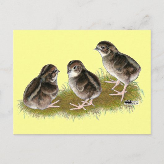 Coturnix Kwartel Kuikens Briefkaart (Voorkant)