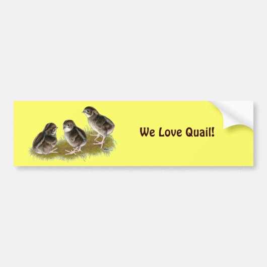 Coturnix Kwartel Kuikens Bumpersticker (Voorkant)