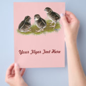 Coturnix Kwartel Kuikens Flyer (Hand)