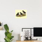 Coturnix Kwartel Kuikens Poster (Thuiskantoor)