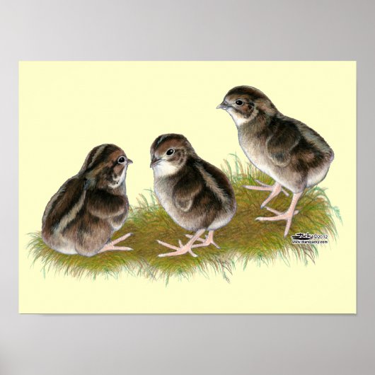 Coturnix Kwartel Kuikens Poster (Voorkant)