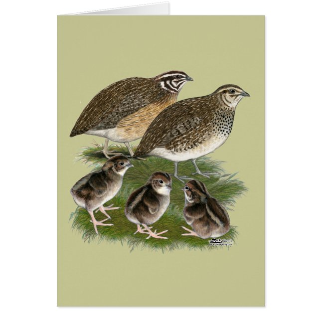Coturnix Kwartelfamilie (Voorkant)