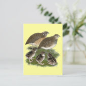 Coturnix Kwartelfamilie Briefkaart (Staand voorkant)
