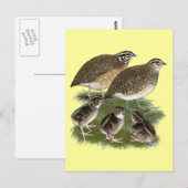 Coturnix Kwartelfamilie Briefkaart (Voorkant / Achterkant)