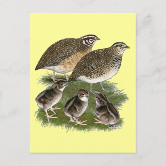 Coturnix Kwartelfamilie Briefkaart (Voorkant)