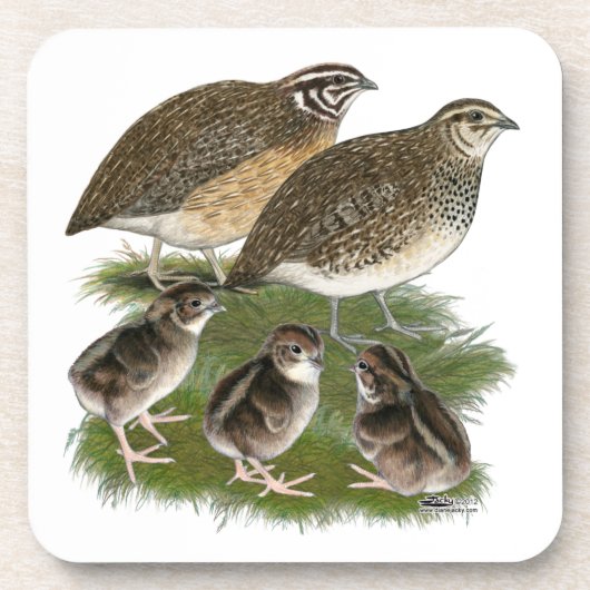 Coturnix Kwartelfamilie Drankjes Onderzetter (Voorkant)