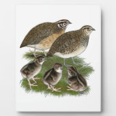 Coturnix Kwartelfamilie Fotoplaat (Voorkant)