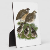 Coturnix Kwartelfamilie Fotoplaat (Zijkant)