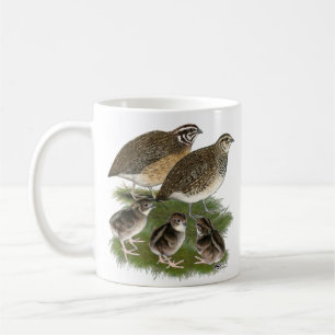 Coturnix Kwartelfamilie Koffiemok