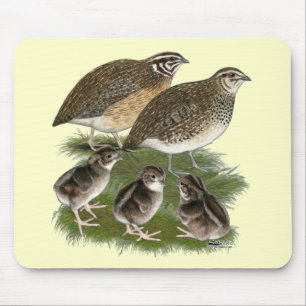 Coturnix Kwartelfamilie Muismat