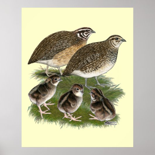 Coturnix Kwartelfamilie Poster (Voorkant)