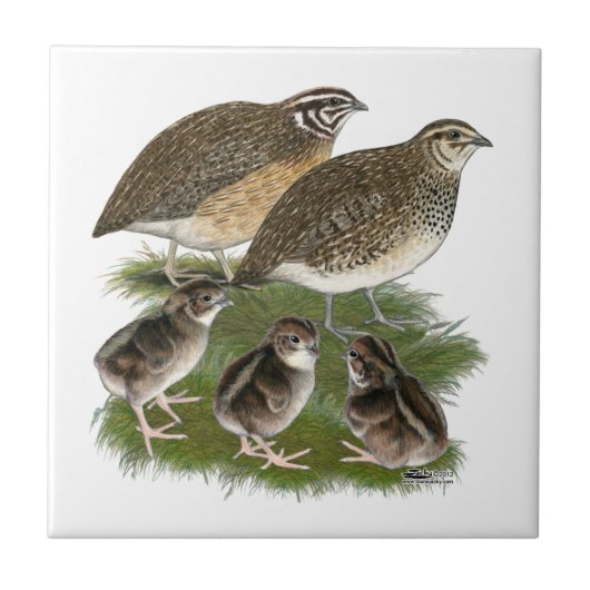 Coturnix Kwartelfamilie Tegeltje (Voorkant)