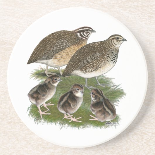Coturnix Kwartelfamilie Zandsteen Onderzetter (Voorkant)