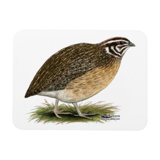 Coturnix Pharaoh Kwartel Magneet (Horizontaal)