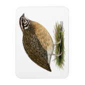 Coturnix Pharaoh Kwartel Magneet (Verticaal)