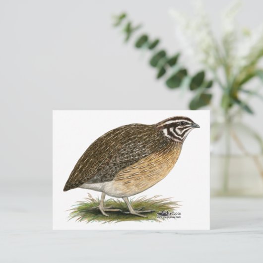 Coturnix Pharaoh Quail Briefkaart (Staand voorkant)