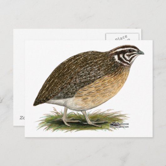 Coturnix Pharaoh Quail Briefkaart (Voorkant / Achterkant)