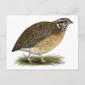Coturnix Pharaoh Quail Briefkaart (Voorkant)