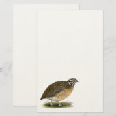 Coturnix Pharaoh Quail Briefpapier (Voorkant / Achterkant)