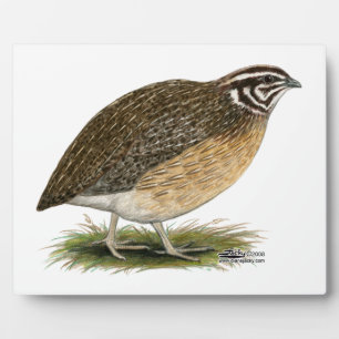 Coturnix Pharaoh Quail Fotoplaat