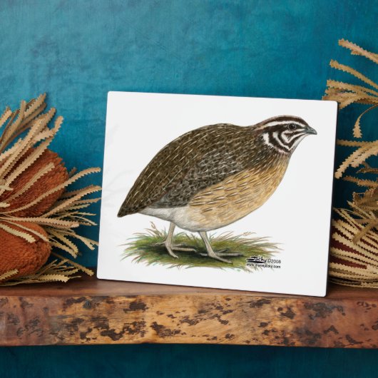Coturnix Pharaoh Quail Fotoplaat (Zijkant)