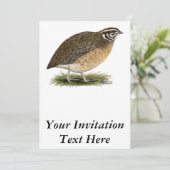 Coturnix Pharaoh Quail Kaart (Staand voorkant)