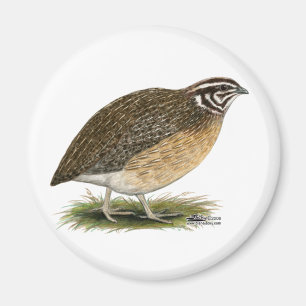 Coturnix Pharaoh Quail Magneet