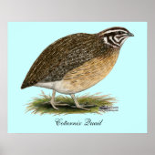 Coturnix Pharaoh Quail Poster (Voorkant)