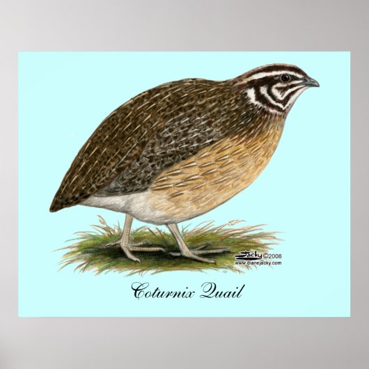 Coturnix Pharaoh Quail Poster (Voorkant)