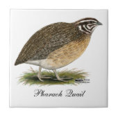 Coturnix Pharaoh Quail Tegeltje (Voorkant)