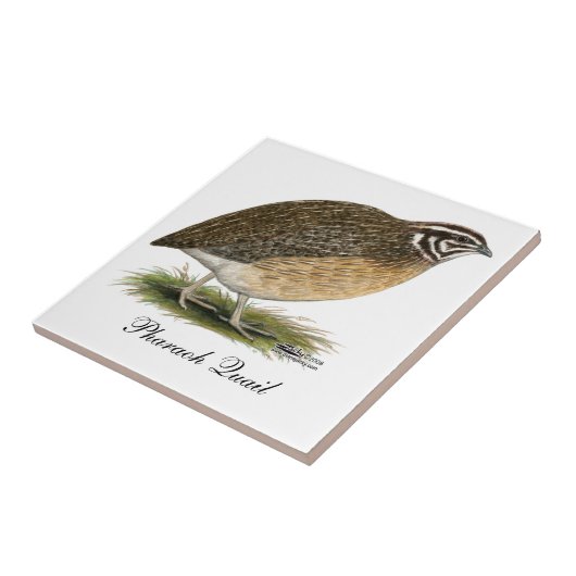 Coturnix Pharaoh Quail Tegeltje (Zijkant)