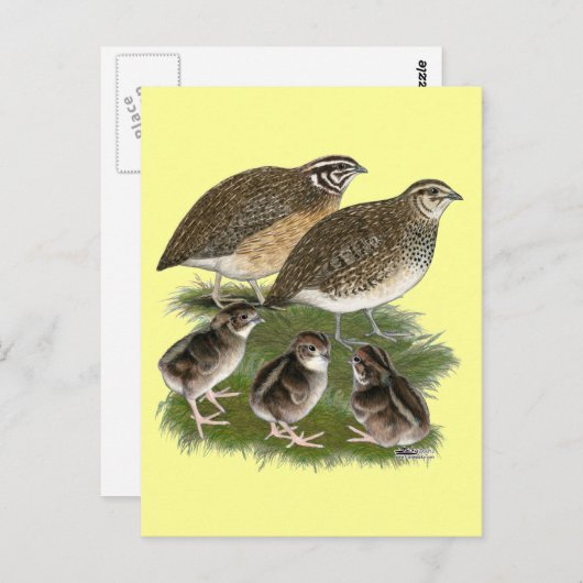 Coturnix Quail Briefkaart (Voorkant / Achterkant)