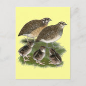 Coturnix Quail Briefkaart (Voorkant)