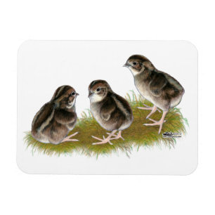 Coturnix Quail Chicken Magneet