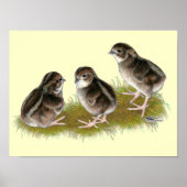 Coturnix Quail Chicken Poster (Voorkant)