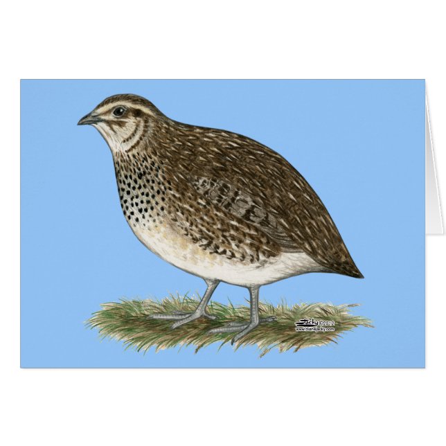Coturnix Quail Hen (Voorkant Horizontaal)