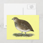 Coturnix Quail Hen Briefkaart (Voorkant / Achterkant)