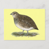 Coturnix Quail Hen Briefkaart (Voorkant)