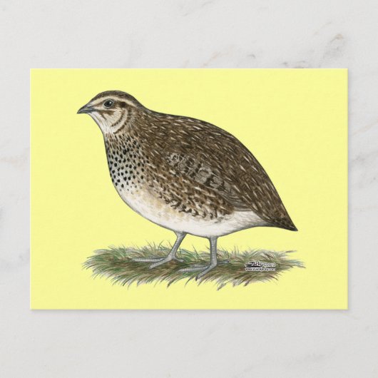 Coturnix Quail Hen Briefkaart (Voorkant)