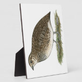 Coturnix Quail Hen Fotoplaat (Zijkant)